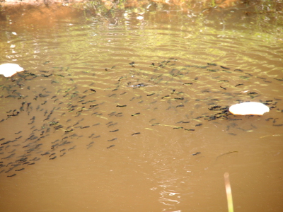 [A slice of bread lies atop the water on the far left of the photo and another one on the far right. There are lines of tiny fish between the two. There's probably more than a hundred tiny dark-colored fish visible in the brown water.]